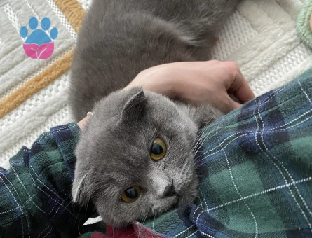 2 Yaşında Scottish Fold Kızım Eş Arıyor
