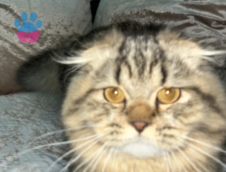 Scottish fold longhair kırma  karışık kahverengi kedime eş arıyorum