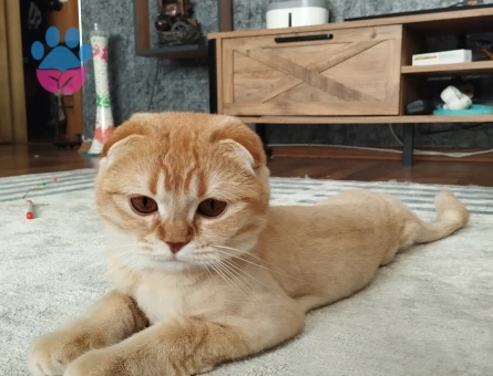 Scottish kızıma damat arıyorum