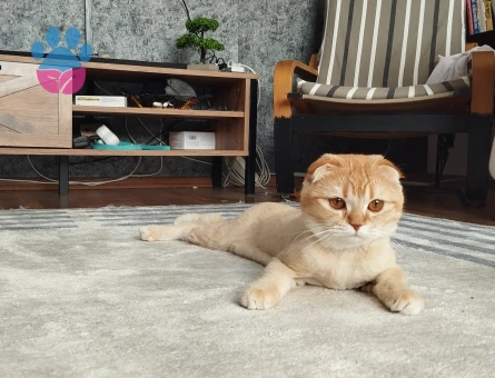 Scottish kızıma damat arıyorum