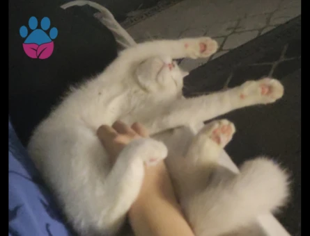 guzel linamiza yakışıklı eş arıyoruz