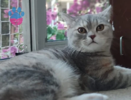 🐾 British Shorthair Pera için Eş Aranıyor 🐾