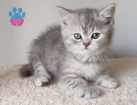 🐾 British Shorthair Pera için Eş Aranıyor 🐾