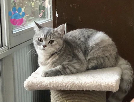 🐾 British Shorthair Pera için Eş Aranıyor 🐾