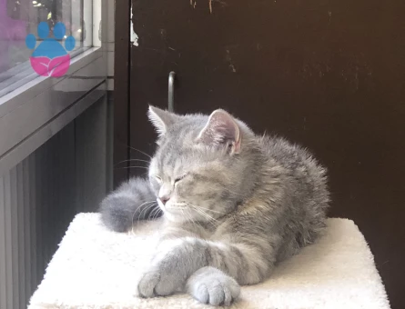 🐾 British Shorthair Pera için Eş Aranıyor 🐾