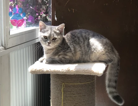 🐾 British Shorthair Pera için Eş Aranıyor 🐾