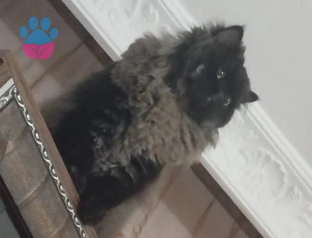 Gelin adayı arıyorum