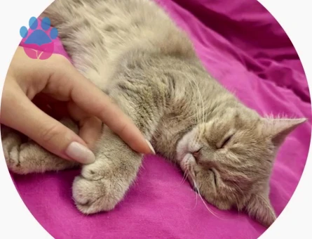 British Shorthair 1 Yaşında Eş Arıyor - 118984794