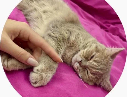 British Shorthair 1 Yaşında Eş Arıyor - 118984794