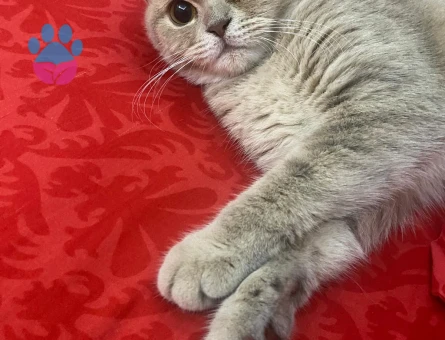 British Shorthair 1 Yaşında Eş Arıyor