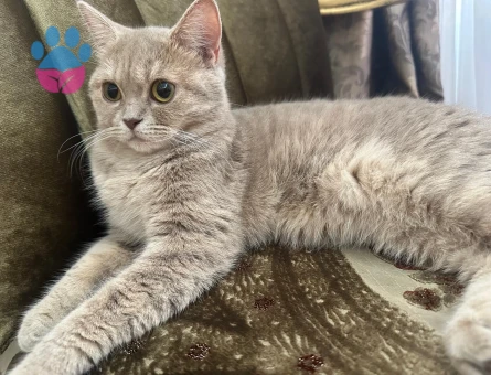 British Shorthair 1 Yaşında Eş Arıyor