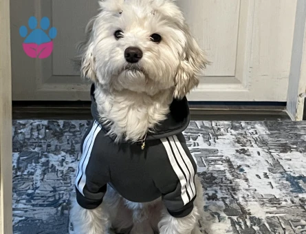 Maltese Terrier Oğluma Eş Arıyorum - Görsel 3