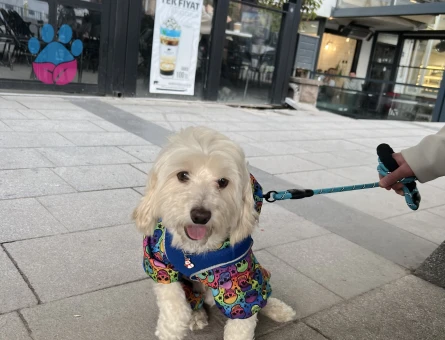 Maltese Terrier Oğluma Eş Arıyorum - Görsel 4