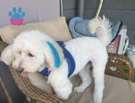 Maltese Terrier Oğluma Eş Arıyorum - Görsel 5