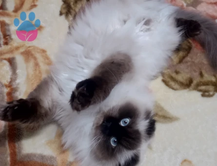 Kedim siyam kedisidir şuan kızgınlık durumunda acil erkek kedi ciflestirmek istiyorum yavrusunda verilecektir - Görsel 3