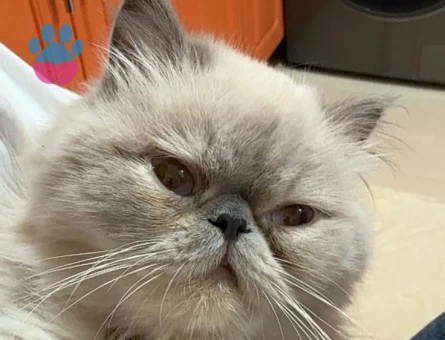 İran Kedisi 4 Yaşında Eş Arıyor