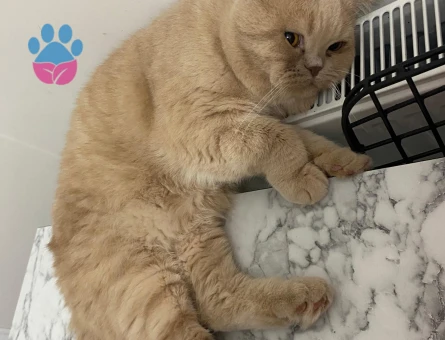 Scottish Straight Oğlumuza Dişi Eş Arıyoruz