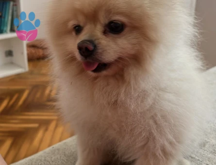 Uygun kızgın Dişi araniyor