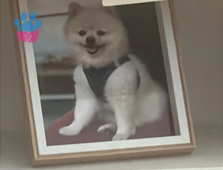 Uygun kızgın Dişi araniyor