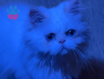 Güzel oğluma eş arıyorum