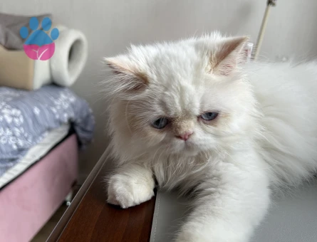 Güzel oğluma eş arıyorum