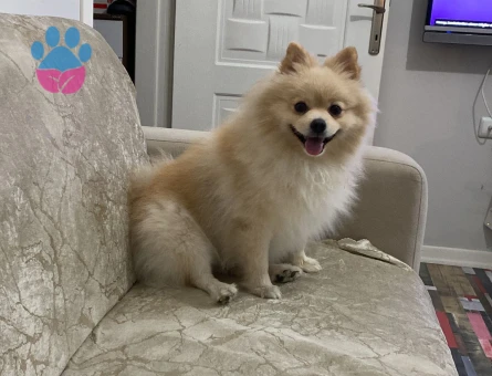 DİŞİ EŞ ARIYORUM