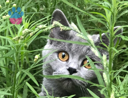 teslime kızıma bir eş...