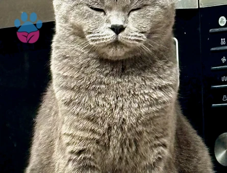 teslime kızıma bir eş...