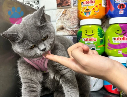 teslime kızıma bir eş...