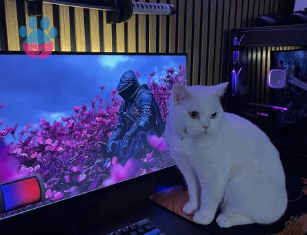 Erkek British Shortair