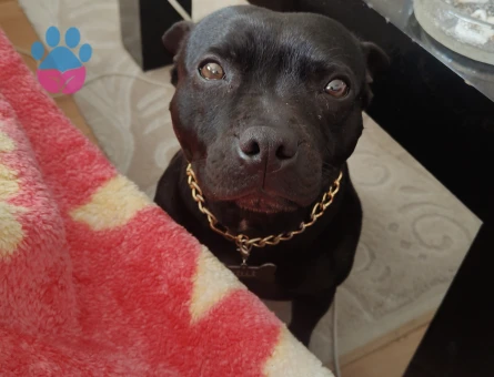 Zilli ye eş arıyoruz