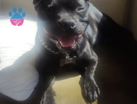 Zilli ye eş arıyoruz