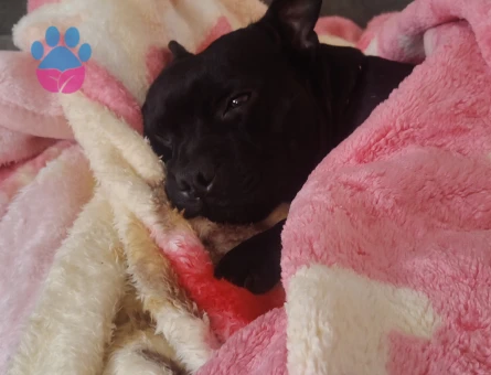 Zilli ye eş arıyoruz