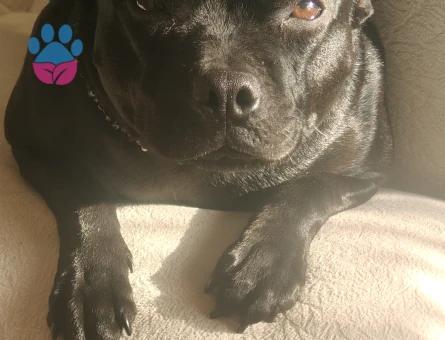 Zilli ye eş arıyoruz