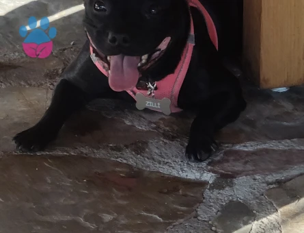 Zilli ye eş arıyoruz