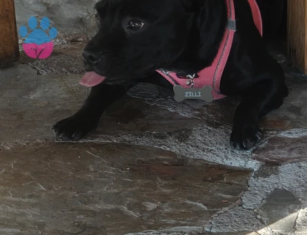 Zilli ye eş arıyoruz