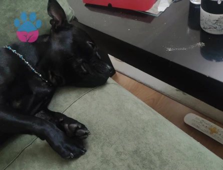 Zilli ye eş arıyoruz