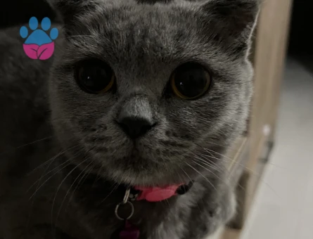 Kızıma damat arıyorum