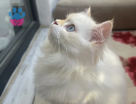 British longhair dişi kedim için cins kedi arıyorum
