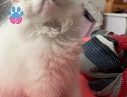 British longhair dişi kedim için cins kedi arıyorum