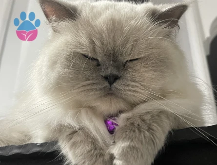 Dişi kedime eş arıyorum