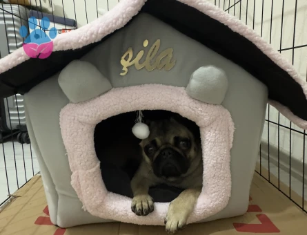 Pug1 Yaşında Köpeğime Eş Arıyorum