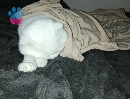 oğluma gelin arıyoruz evde misafir etmeli