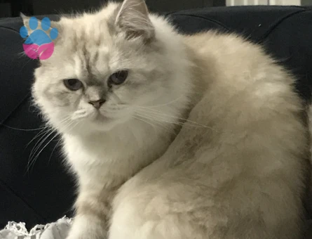 İran kedisi 2 Yaşında Eş Arıyor