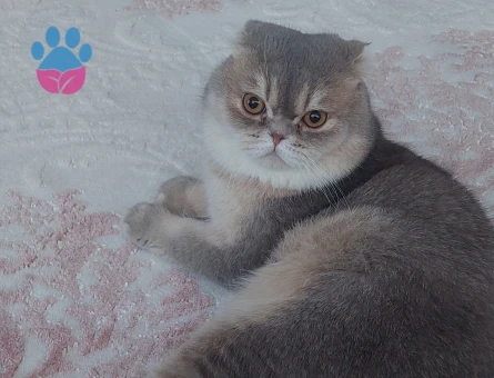 SCOTTİSH OĞLUMA BRİTİSH DİŞİ ARIYORUM