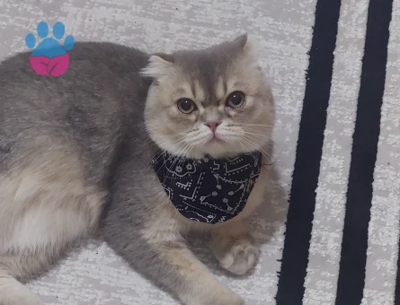 SCOTTİSH OĞLUMA BRİTİSH DİŞİ ARIYORUM