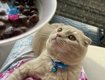 Scotish Fold erkek Kedime Dişi Arıyorum