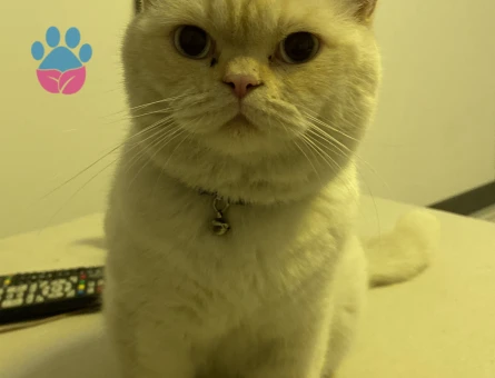 British Kedime Eş Arıyorum 1 Yaşında