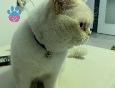 British Kedime Eş Arıyorum 1 Yaşında