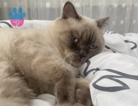 British Oğlumuza Kız Arıyoruz